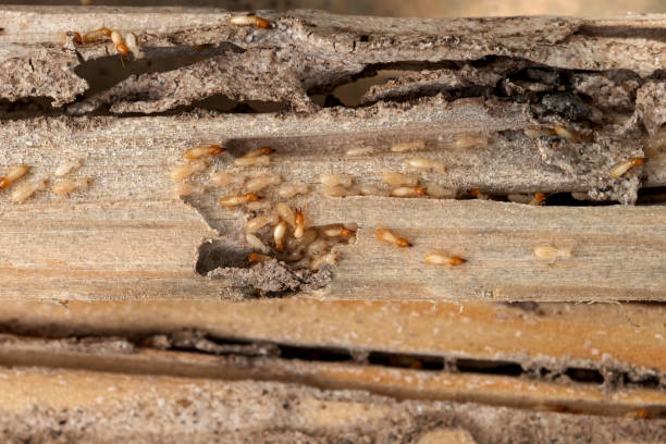 Pest Prevention Services in Alexandria, AL