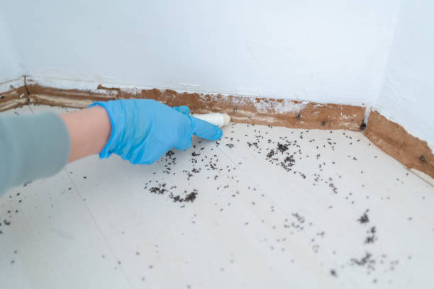 Best Best Pest Control Companies  in Exandria, AL